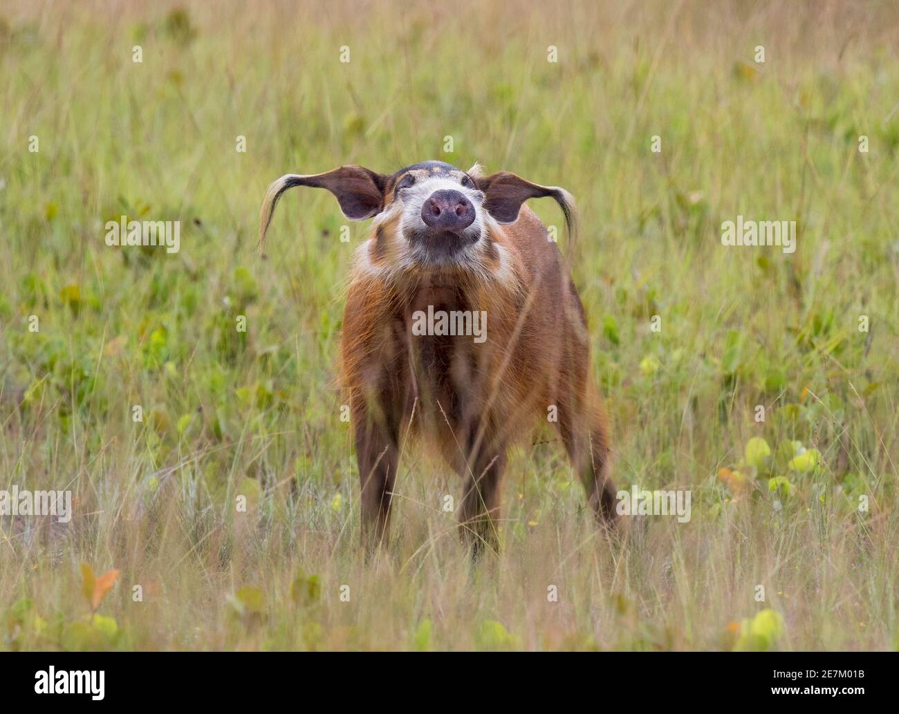Red River Hog (Potamochoerus porcus) male smelling the air, Loango National Park, Gabon, central Africa. Stock Photo
