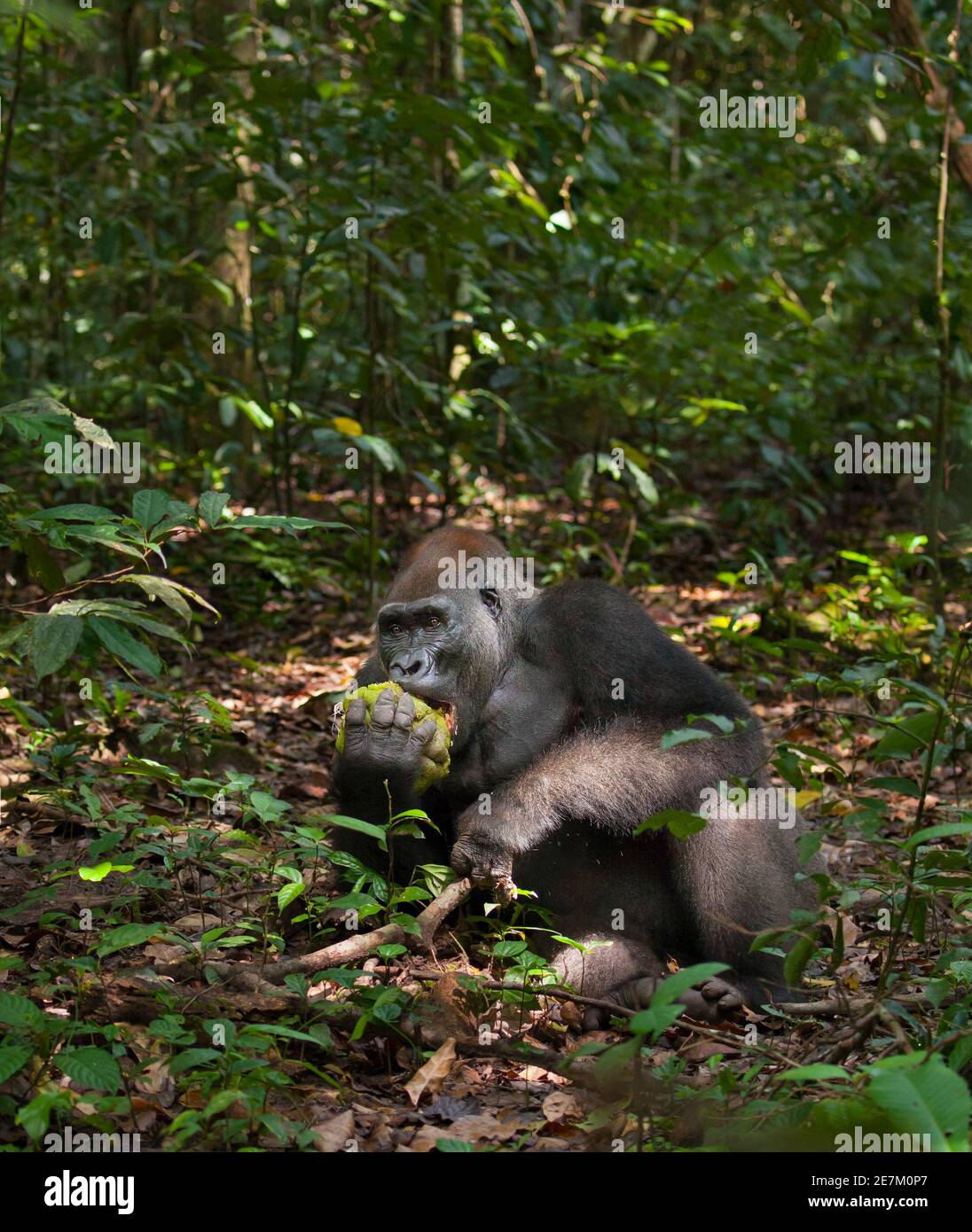 Western lowland Gorilla (Gorilla gorilla gorilla) silverback named Kamaya feeding on fruit, part of the Atanga group, Loango National Park, Gabon, cen Stock Photo