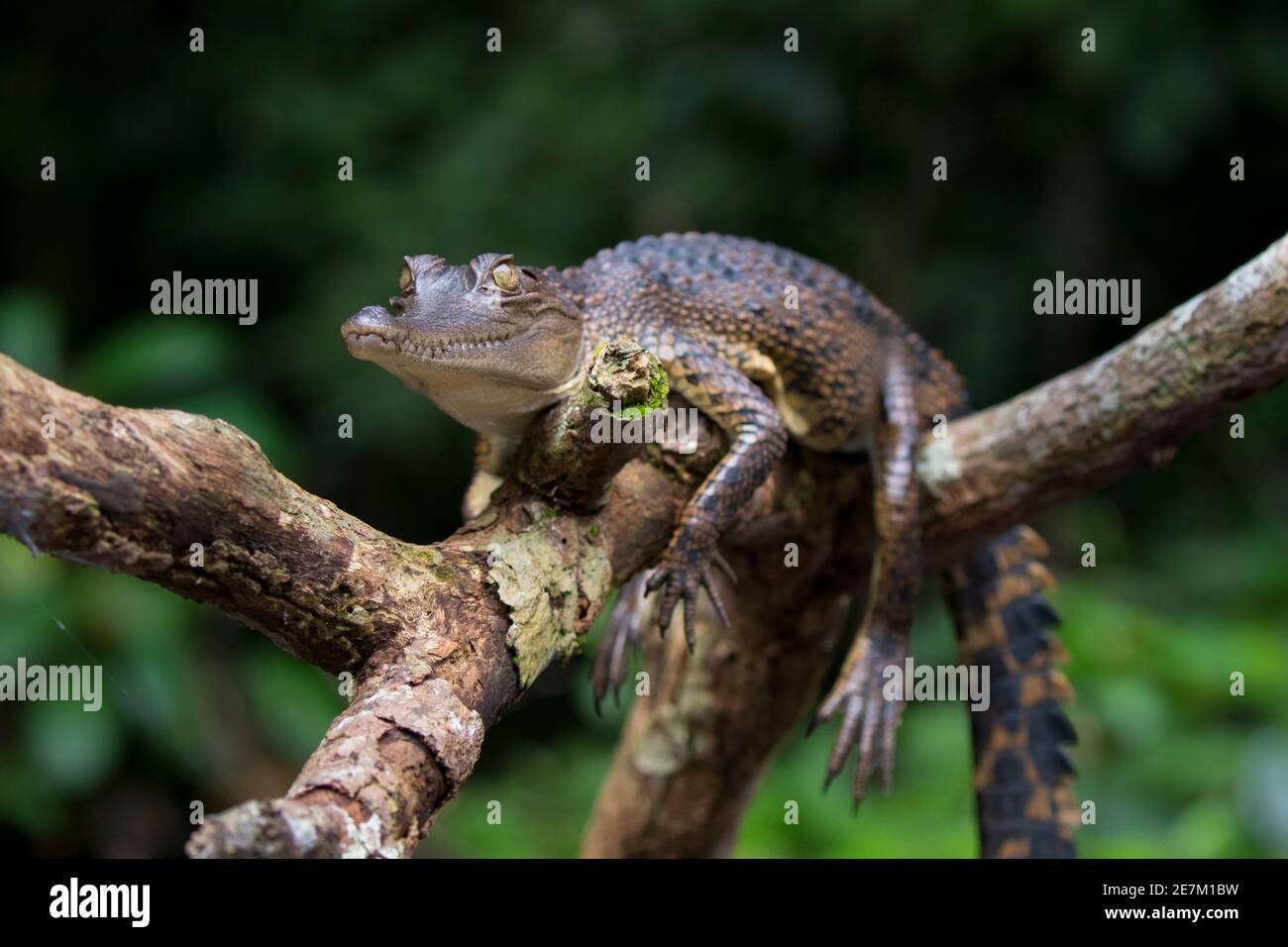 Central African slender-snouted Crocodile (Mecistops leptorhynchus) Mpivie river, Gabon, central Africa. Critically endangered Stock Photo
