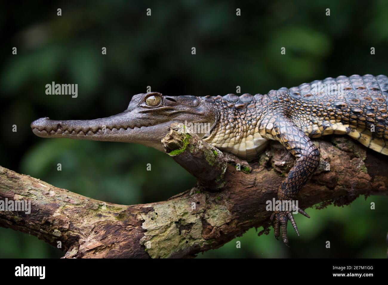 Central African slender-snouted Crocodile (Mecistops leptorhynchus) Mpivie river, Gabon, central Africa. Critically endangered Stock Photo
