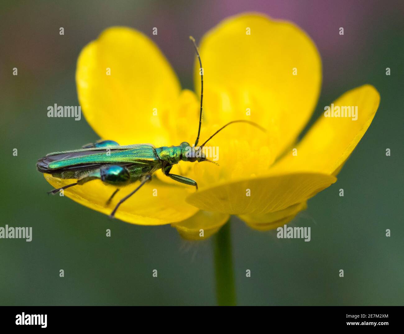 Thick-legged Flower Beetle (Oedemera nobilis) on buttercup in garden, West Sussex, UK. June Stock Photo