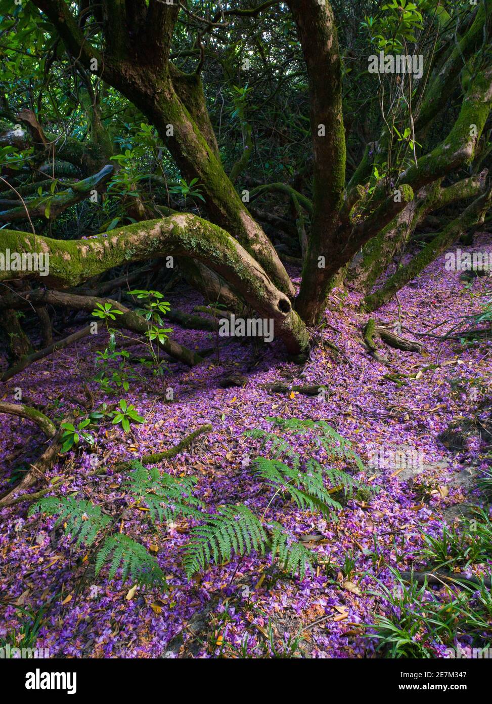 Rhododendron blossom carpets the forest floor in woodland near Kew gardens Wakehurst, Ardingly, West Sussex, England, United Kingdom. Stock Photo