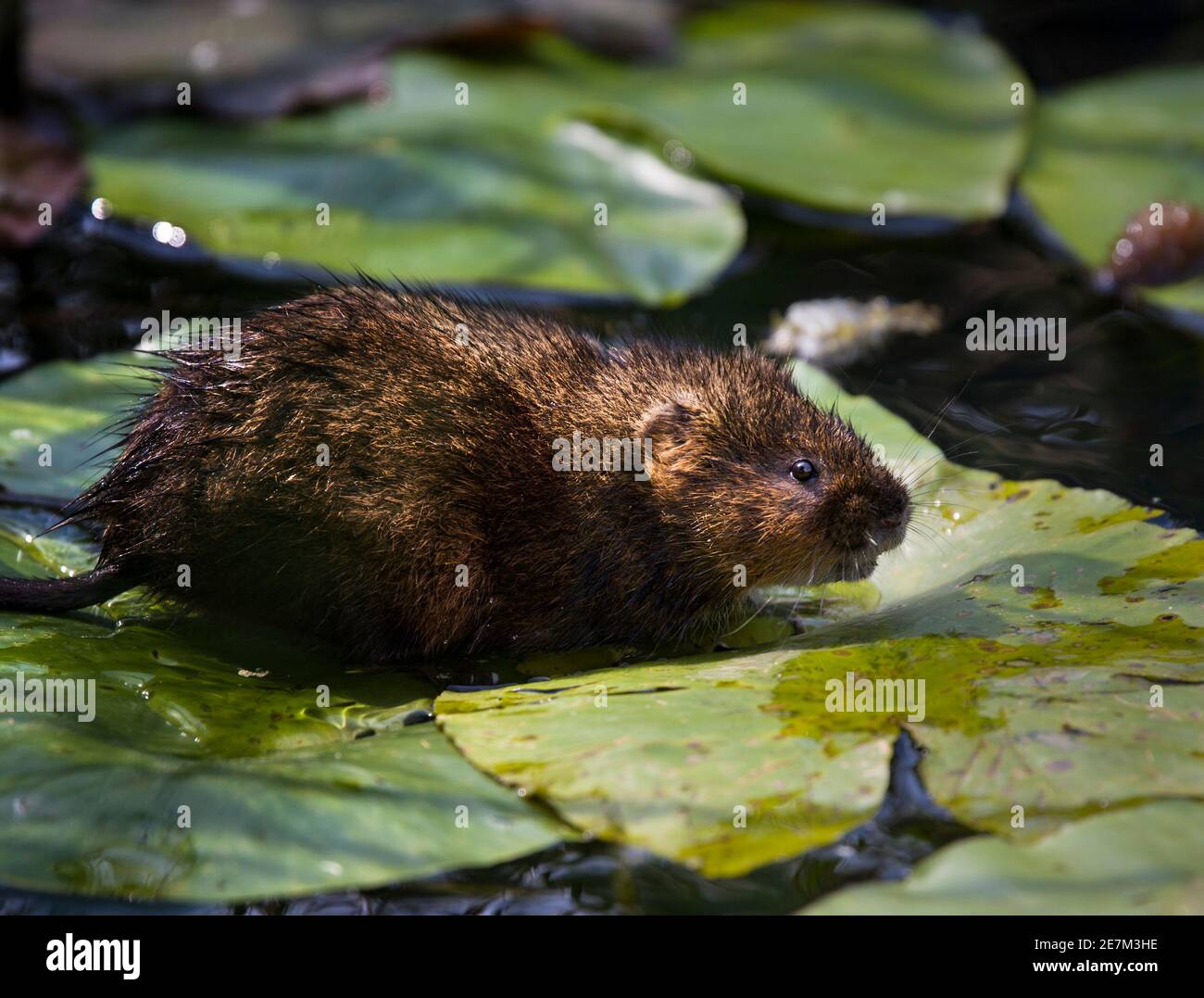 Water Vole (Arvicola amphibius) on pond lilies, London Wildfowl and
