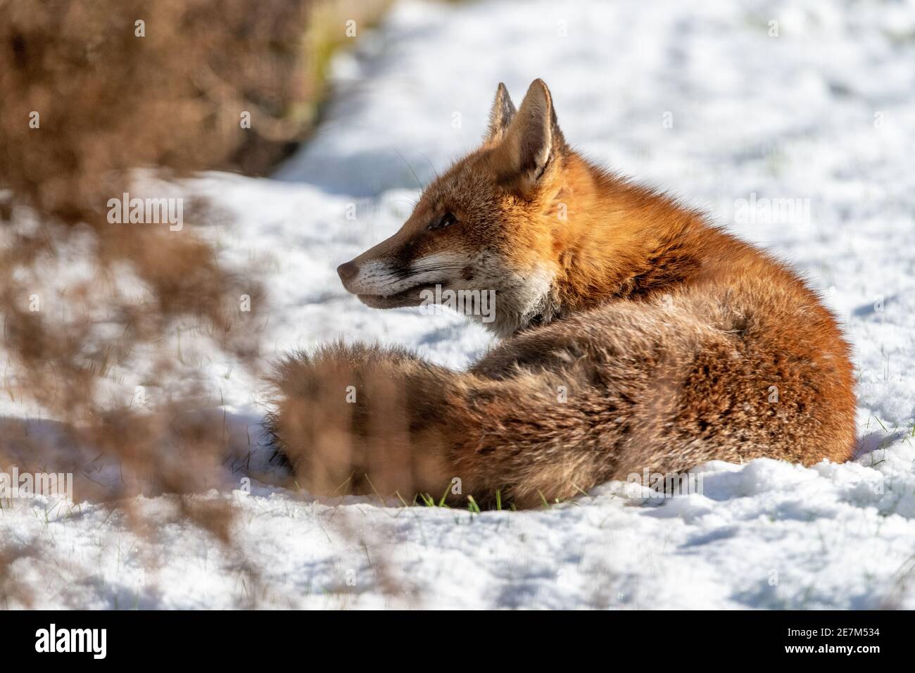 A young fox, in thick winter coat, enjoys the  mid winter snow Stock Photo