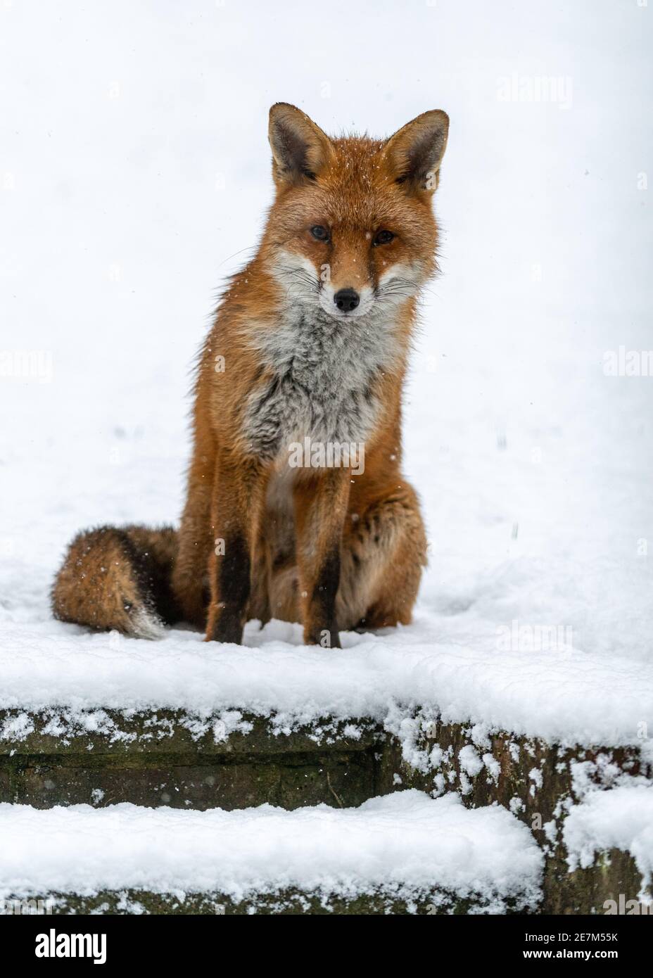 An inquisitive young fox surveys a wintry garden Stock Photo