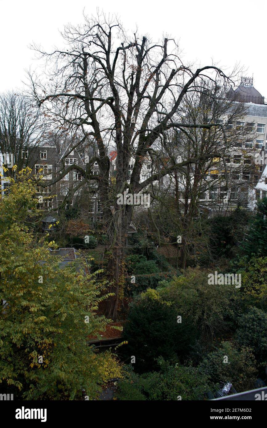 A view of the 150 to 170-year-old chestnut tree from the house where Anne Frank lived in Amsterdam, November 16, 2007. Activists opposed to the felling of the chestnut tree Anne Frank could see as she hid from the Nazis on Thursday won the right to a court hearing that may save it from the chop. The tree, behind the Amsterdam warehouse annex where Anne Frank hid from the Nazis until 1944, is so diseased and damaged that there is a risk it could topple over. REUTERS/Jerry Lampen (NETHERLANDS) Stock Photo