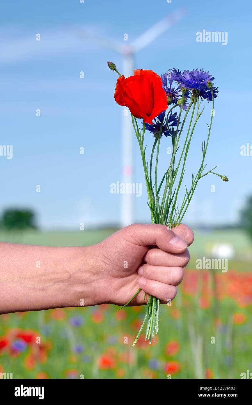 Hand holding red poppy and blue cornflowers outdoors on a spring field with flowers with silhouette of a windmill behind out of focus. Alternative Stock Photo