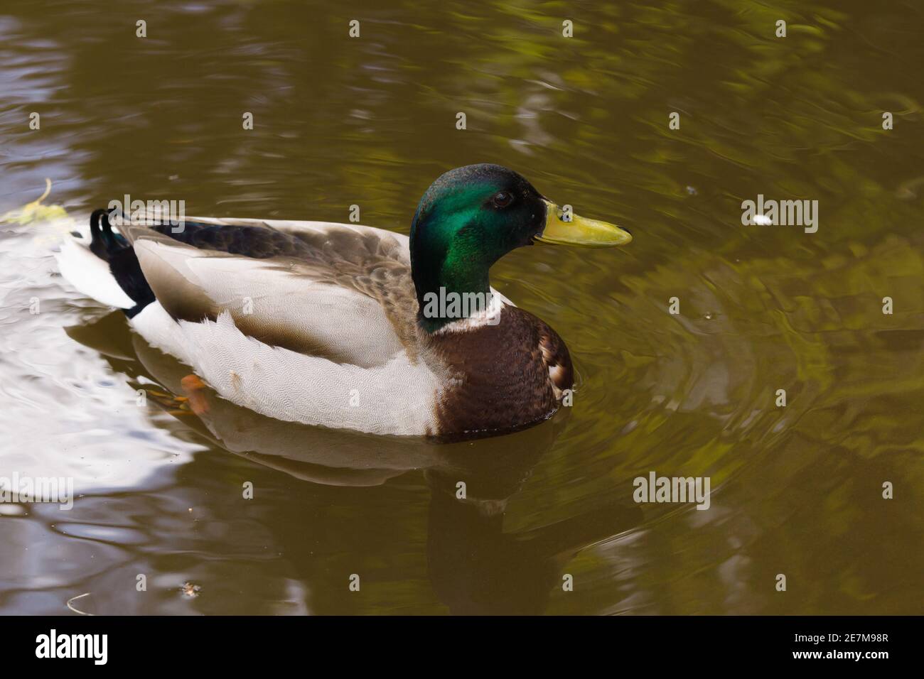 Male Mallard duck latin name Anas platyrhynchos paddling on a pond Stock Photo