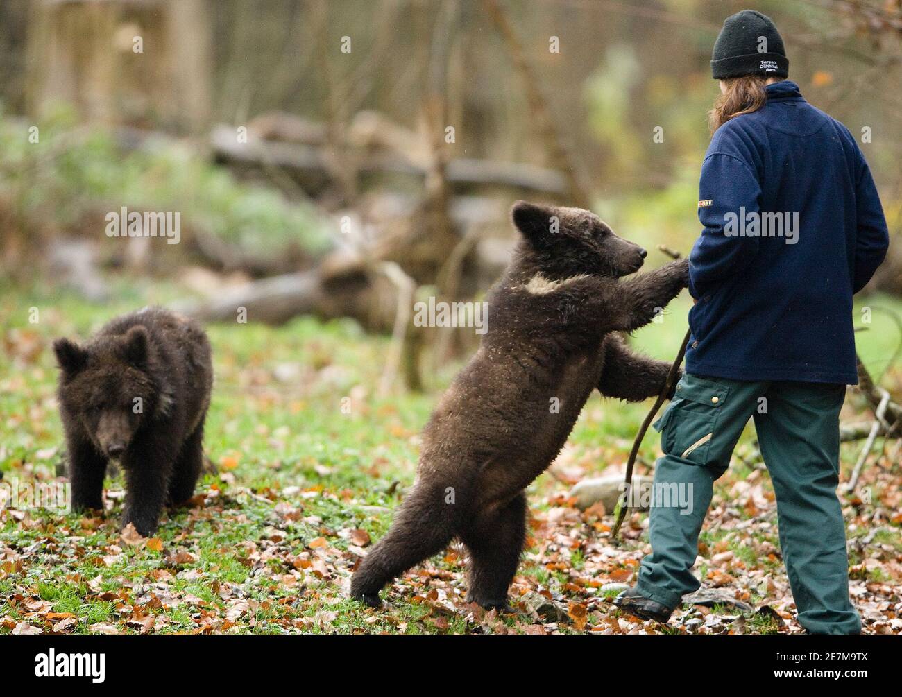 Nine month old Russian bear Mischa (R) plays with a animal keeper next to  his sister bear Mascha after venturing outside for the first time in the  outdoor facility in the Daellhoelzli