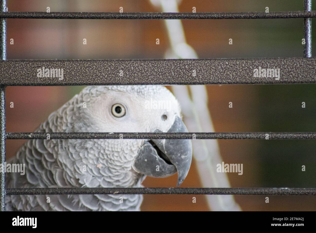 Caged wild animal, African gray parrot at a cage, animal wildlife, pets