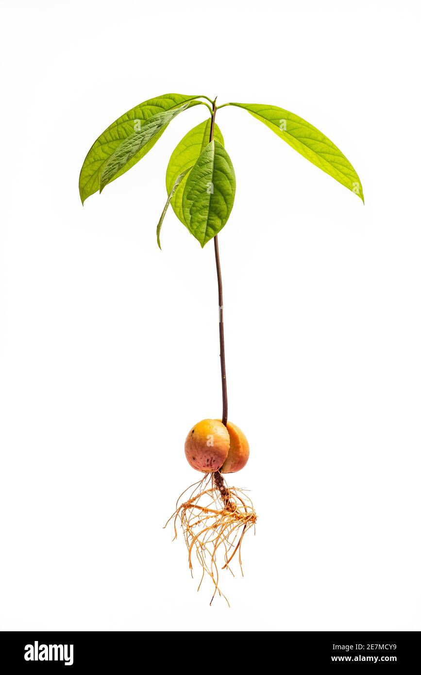 Avocado plant with roots isolated on white background. Complete avocado  tree Stock Photo - Alamy