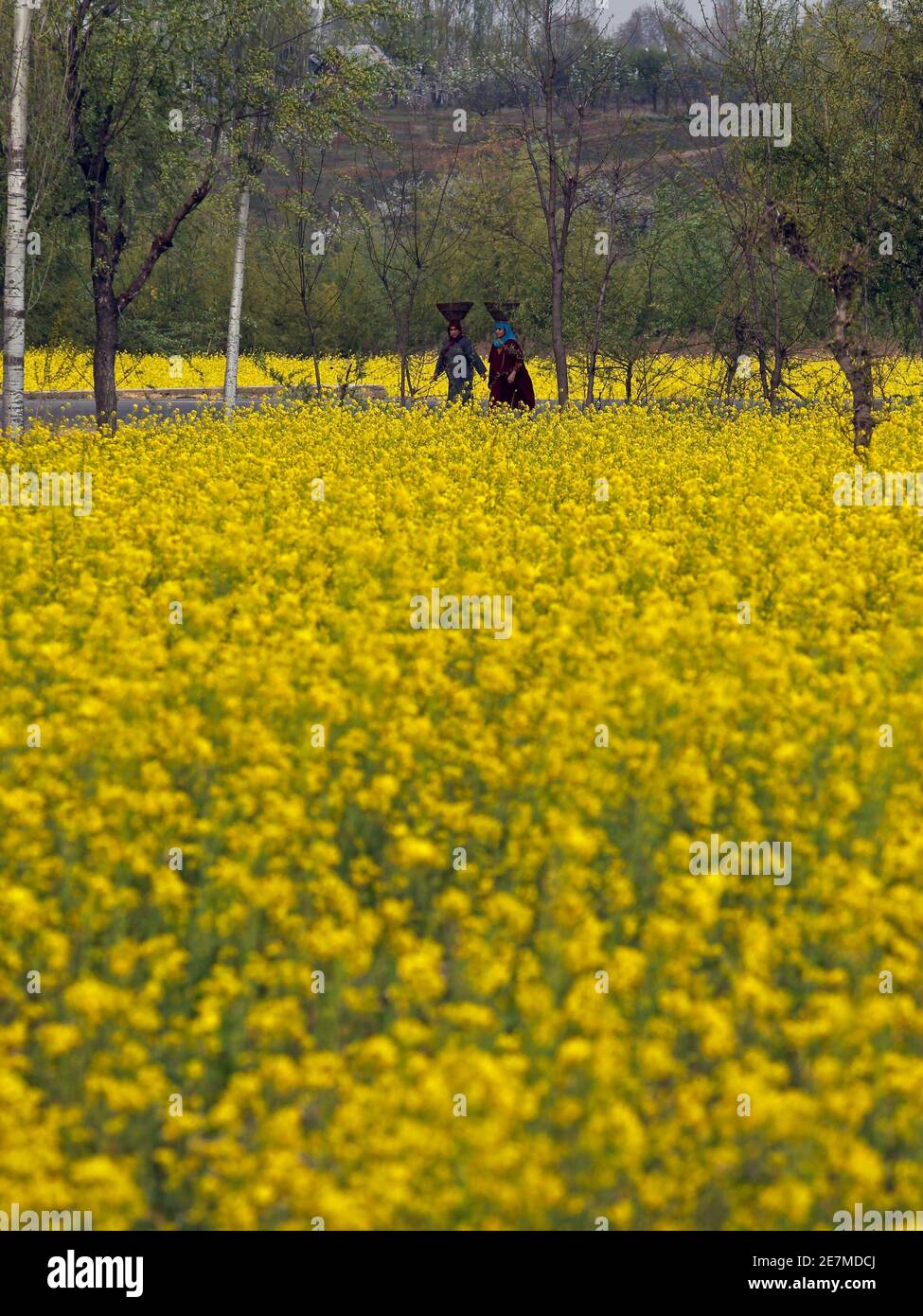 Kashmir willow hires stock photography and images Alamy