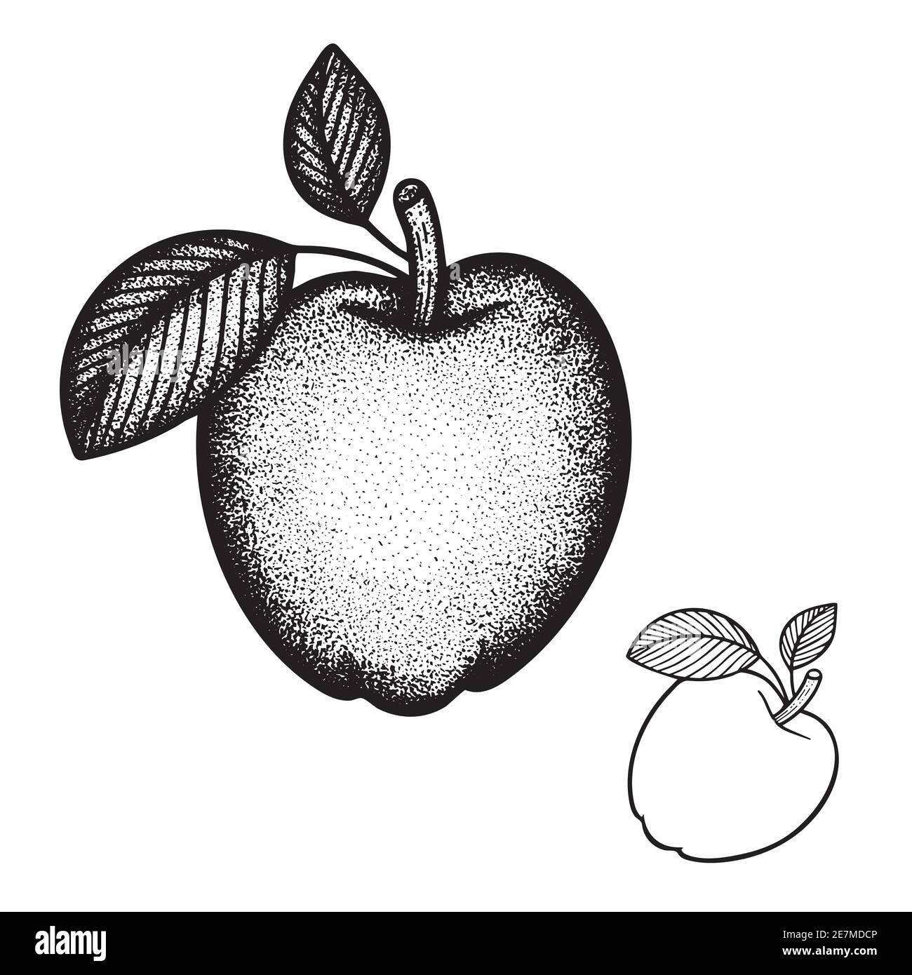 Apple hand drawn vector illustration. Apple with leaves outline graphic. Apple sketch drawing. Part of set. Stock Vector