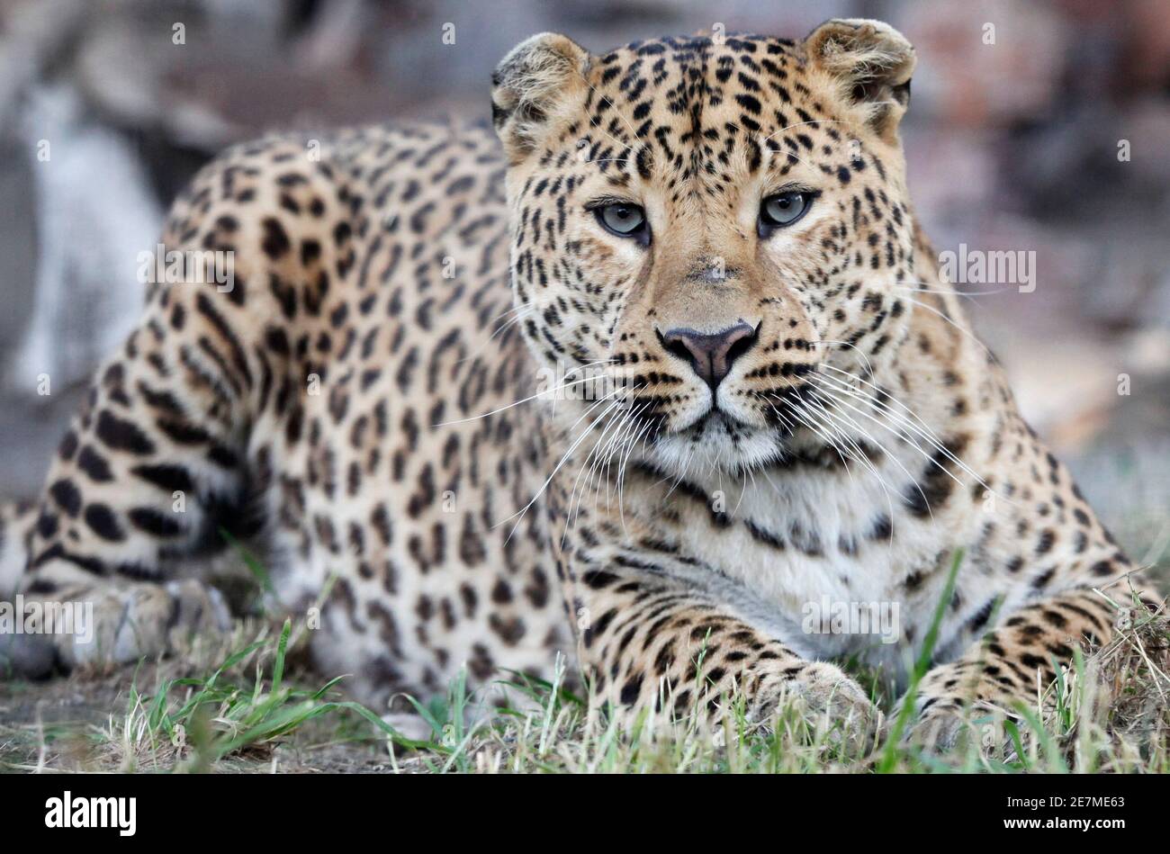 Zoo animals reproduce hi-res stock photography and images - Alamy