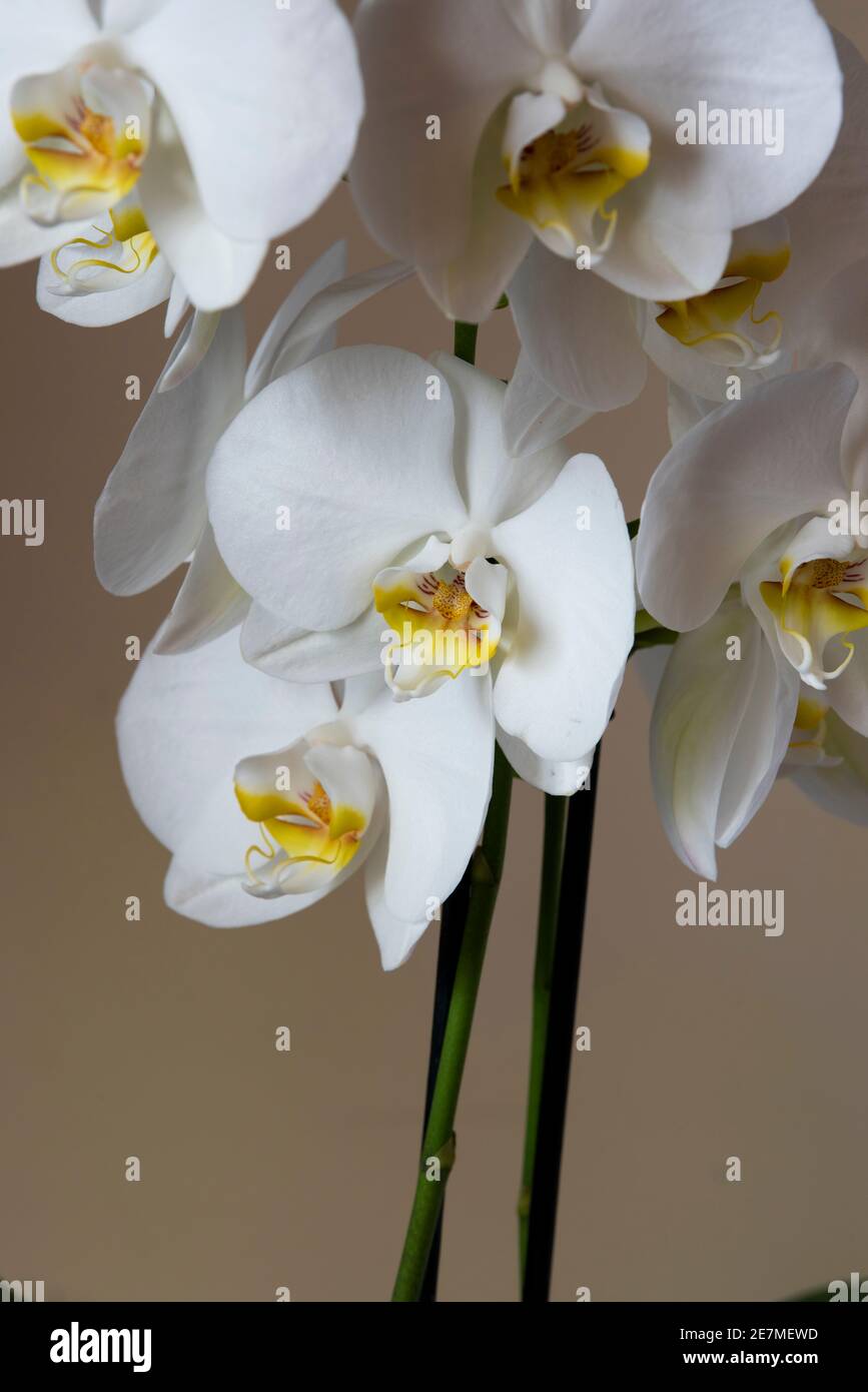 A still life photo of a white orchid. Often called the beginner orchid