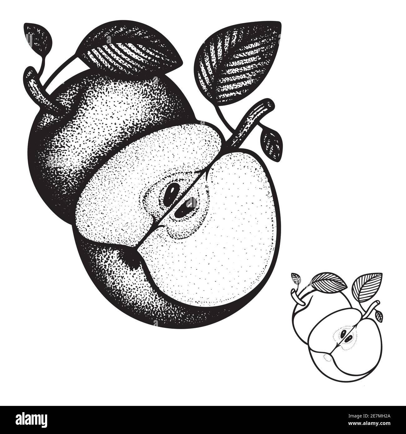 Apples. Engraving style apples vector illustration. Apples with leaves hand drawn graphic. Part of set. Stock Vector