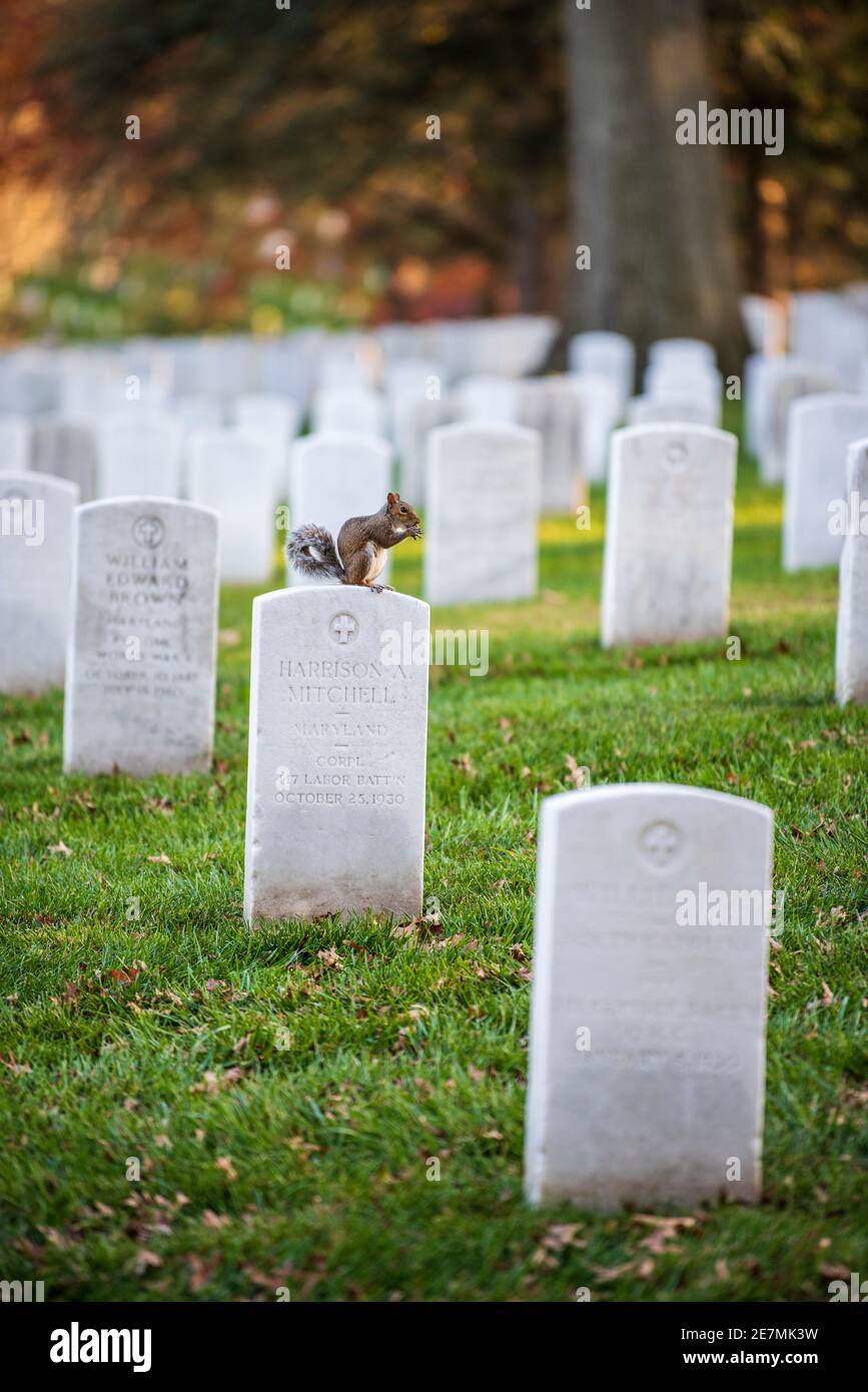 An eastern gray squirrel (Sciurus carolinensis) sits atop a gravestone ...