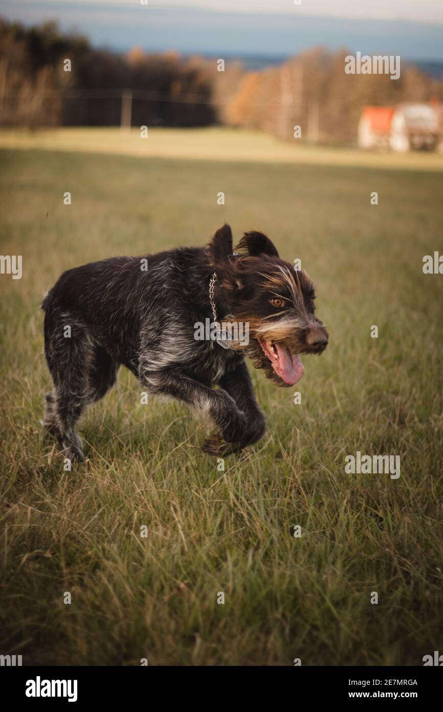 Why Does Dog Run Around Crazy