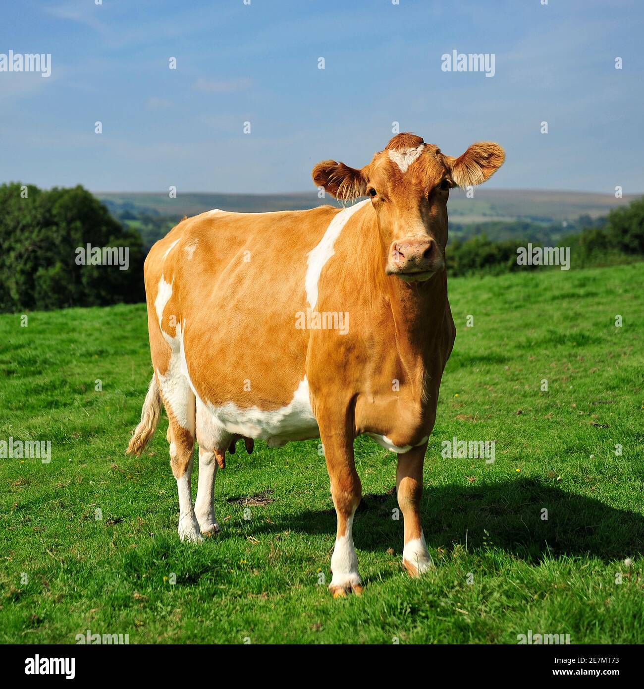 Ayrshire dairy cow Stock Photo