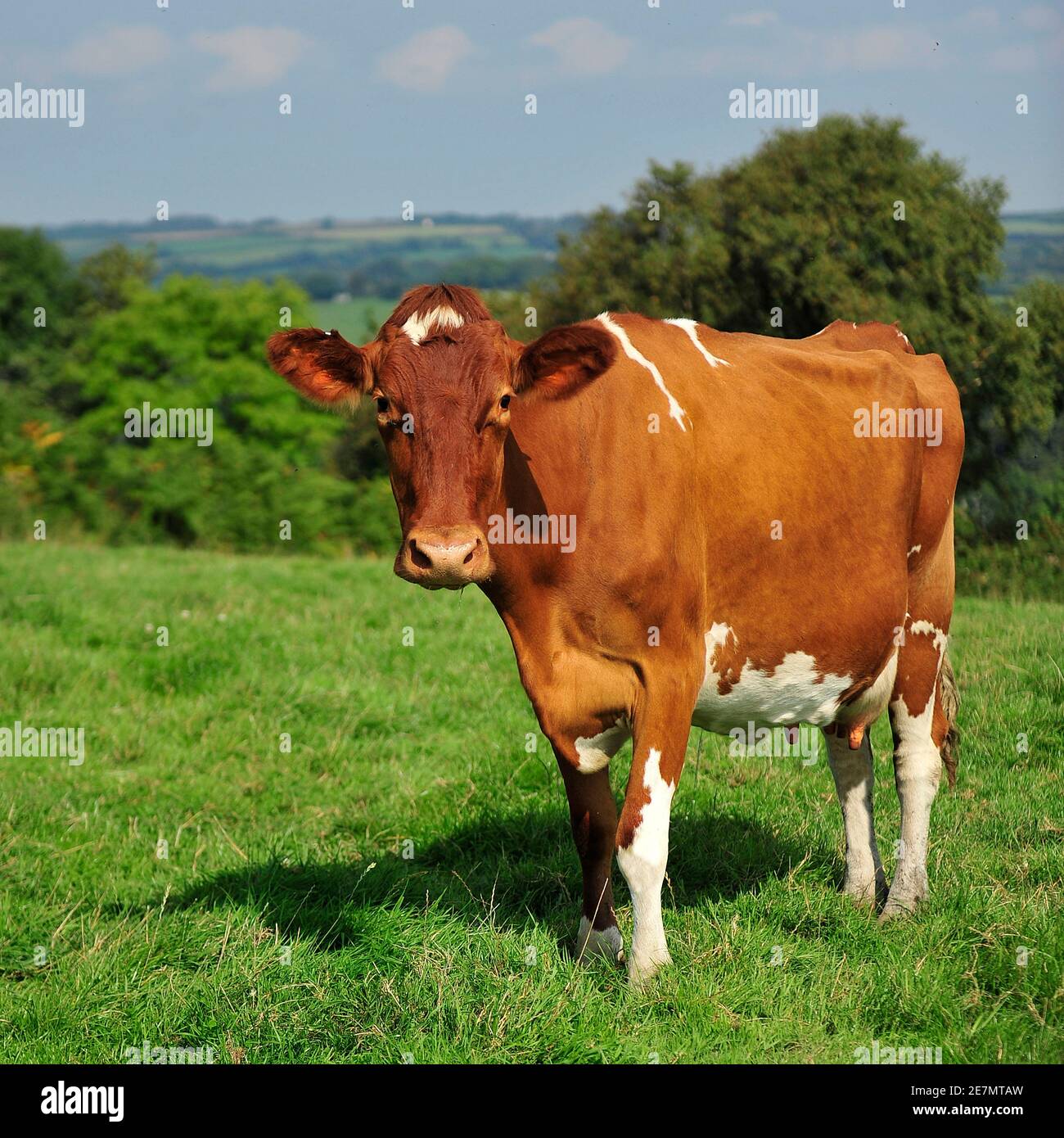 Ayrshire dairy cow Stock Photo