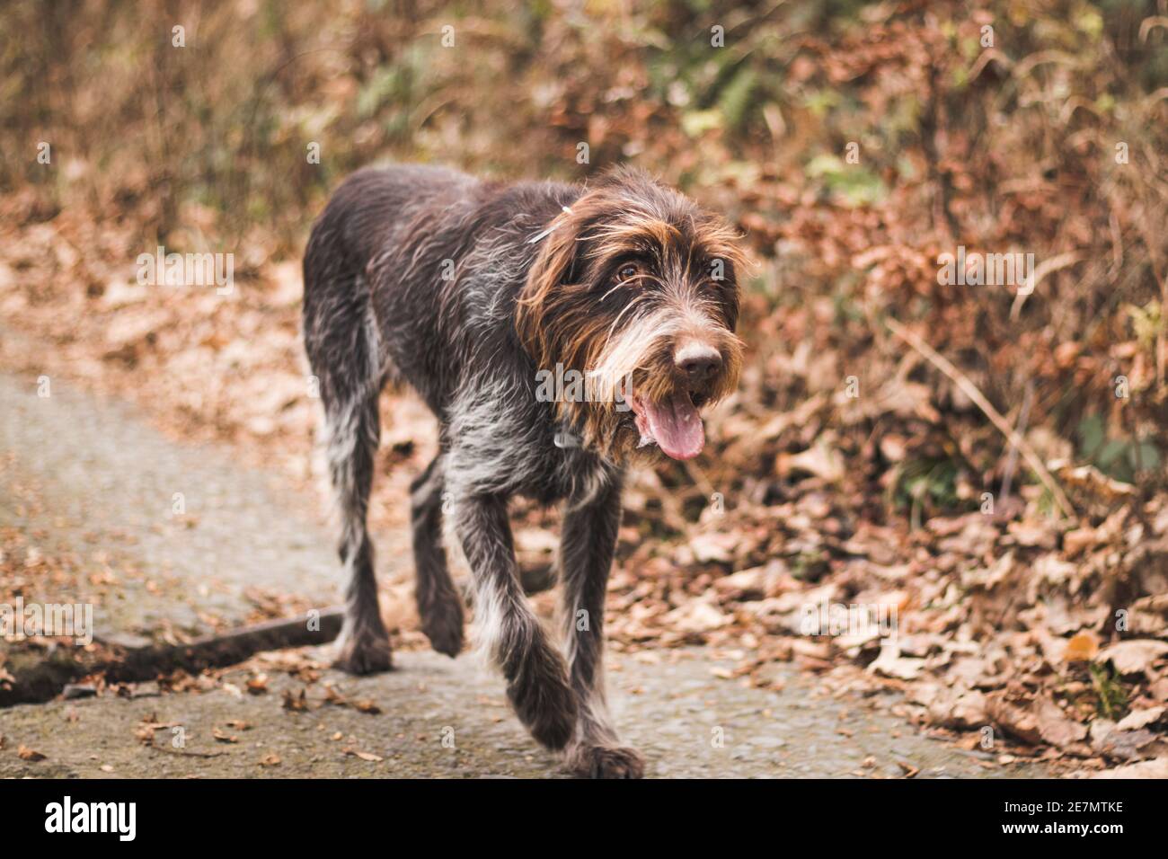 Versatile gun dog hi-res stock photography and images - Alamy