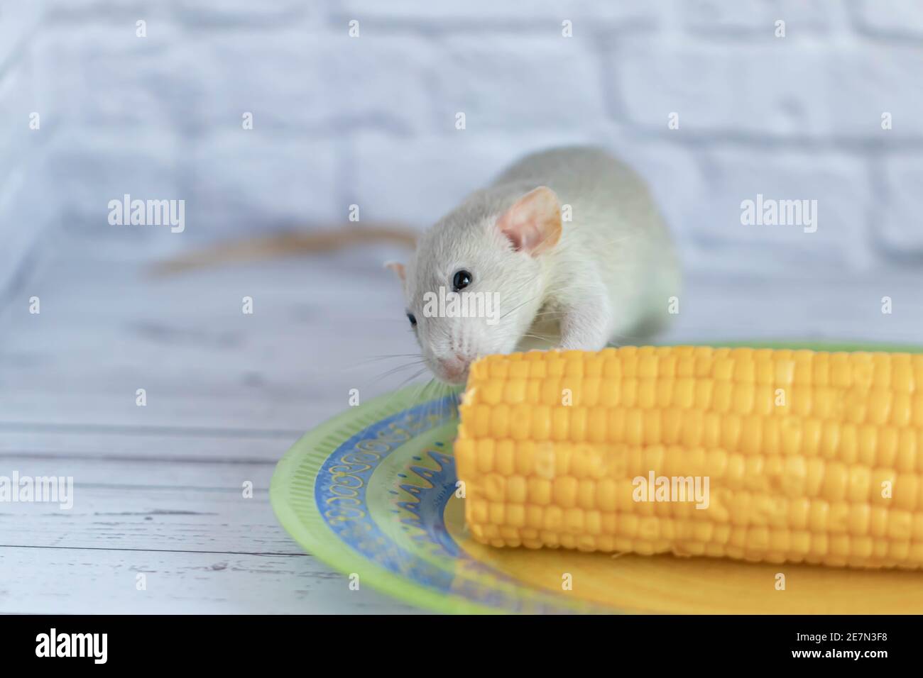 Decorative grey cute rat eating yellow ripe corn on the cob. Rat close up. Delicious and healthy