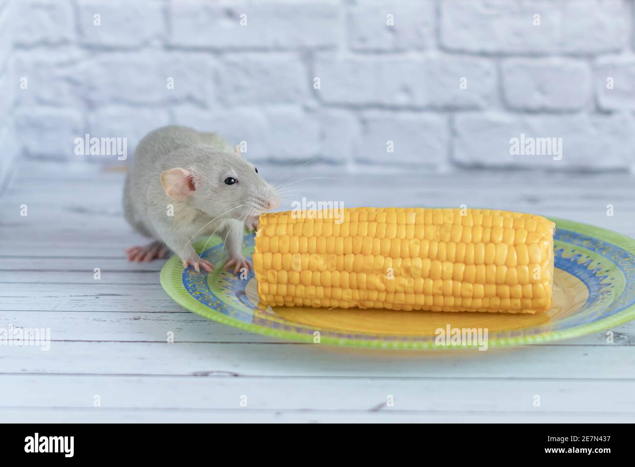 Decorative grey cute rat eating yellow ripe corn on the cob. Rat close up. Delicious and healthy