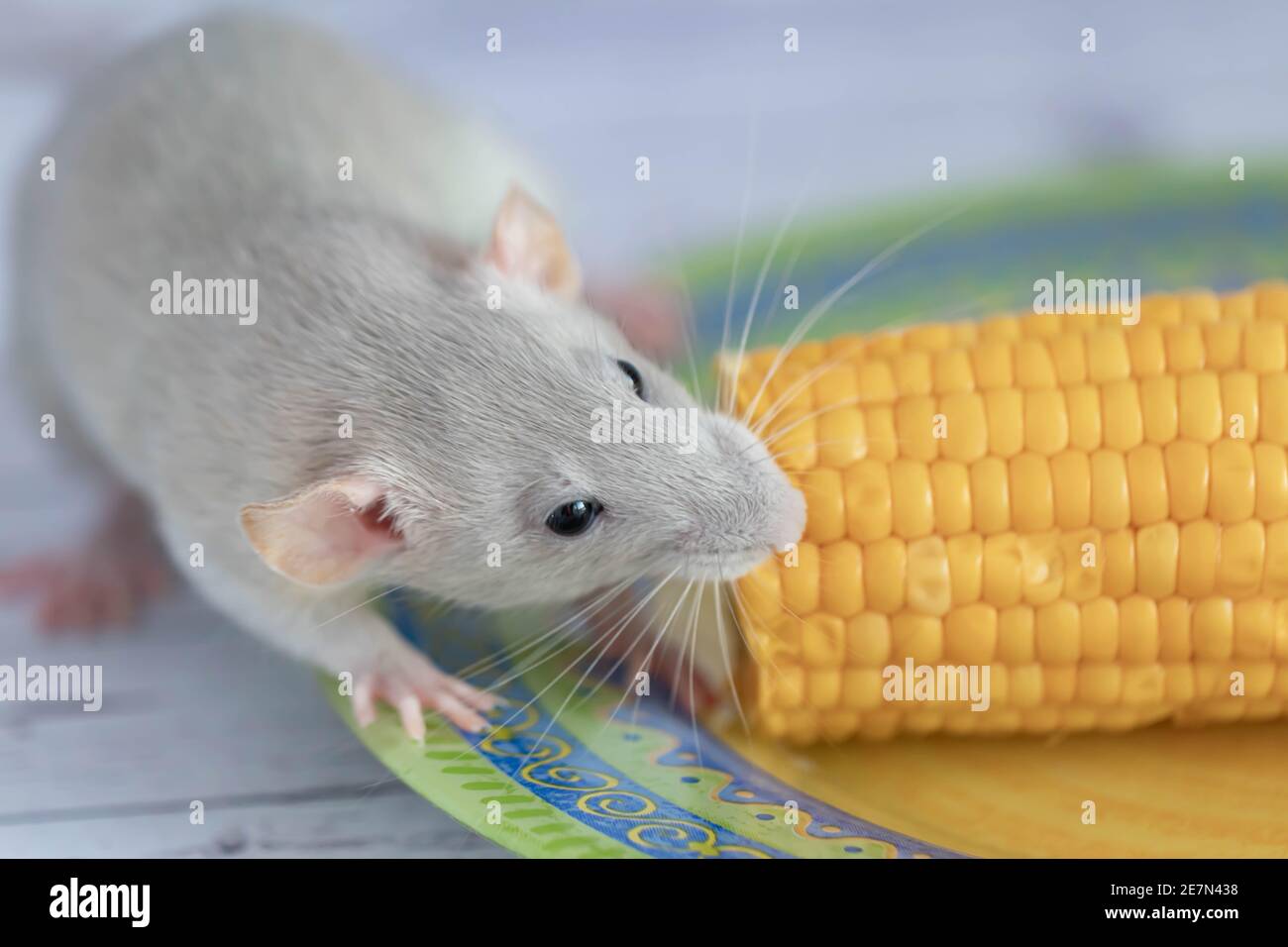 Rat eating corn hires stock photography and images Alamy