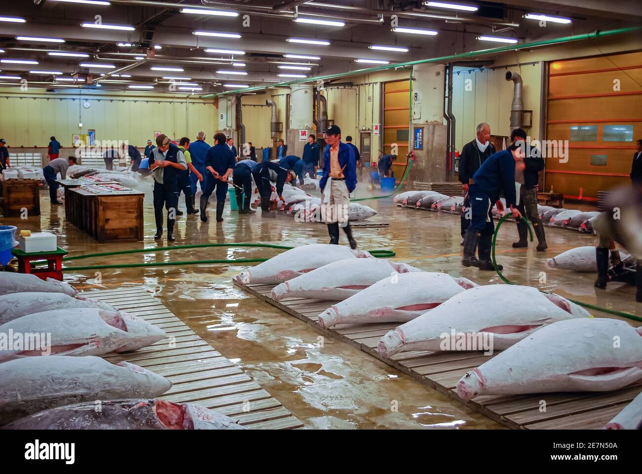 Tuna auction, Tsukiji Fish Market, Tokyo, Japan Stock Photo Alamy