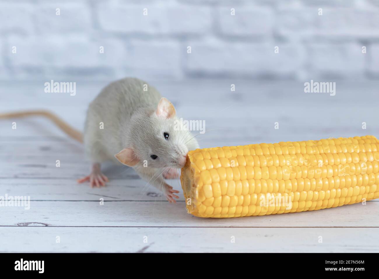 Decorative grey cute rat eating yellow ripe corn on the cob. Rat close up. Delicious and healthy