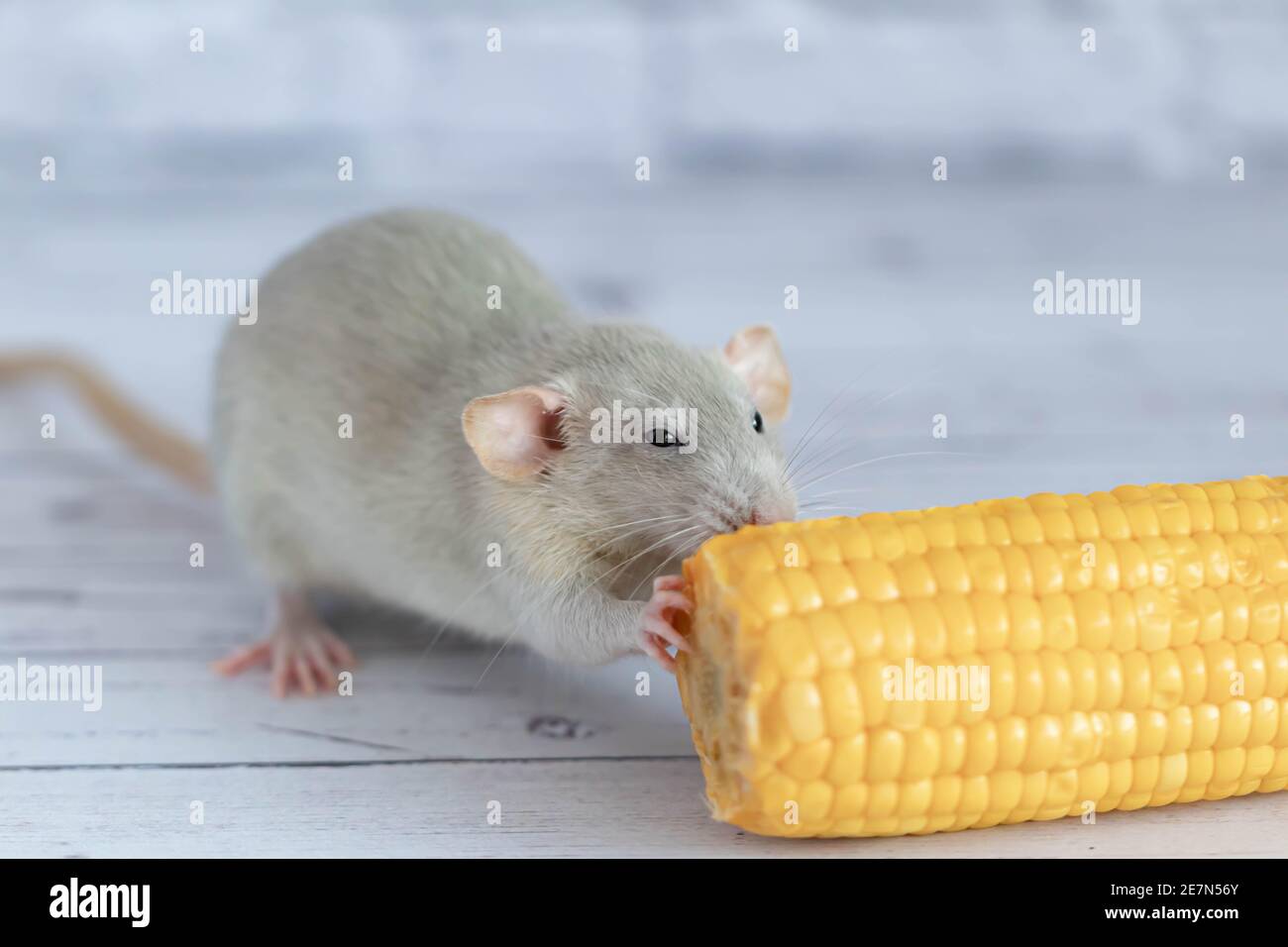 Decorative grey cute rat eating yellow ripe corn on the cob. Rat close ...