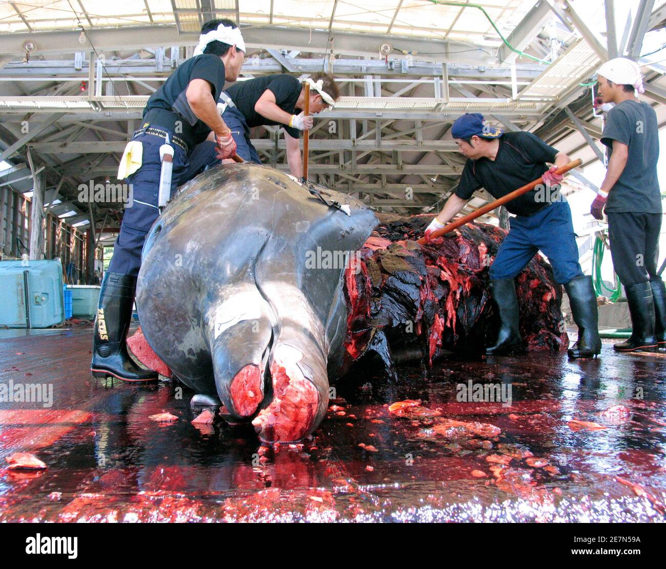 Workers butcher a 10-tonne (11-ton) Baird's Beaked Whale at Wada Port in Chiba Prefecture, Japan June 21, 2007. Japan last month threatened to quit the International Whaling Commission (IWC) after opposition from anti-whaling nations at the group's annual meeting forced it to scrap a proposal to allow four coastal villages to kill minke whales. REUTERS/Olivier Fabre (JAPAN) Stock Photo