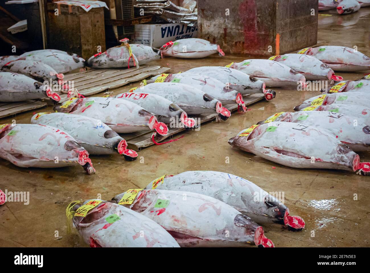 Tuna auction, Tsukiji Fish Market, Tokyo, Japan Stock Photo Alamy