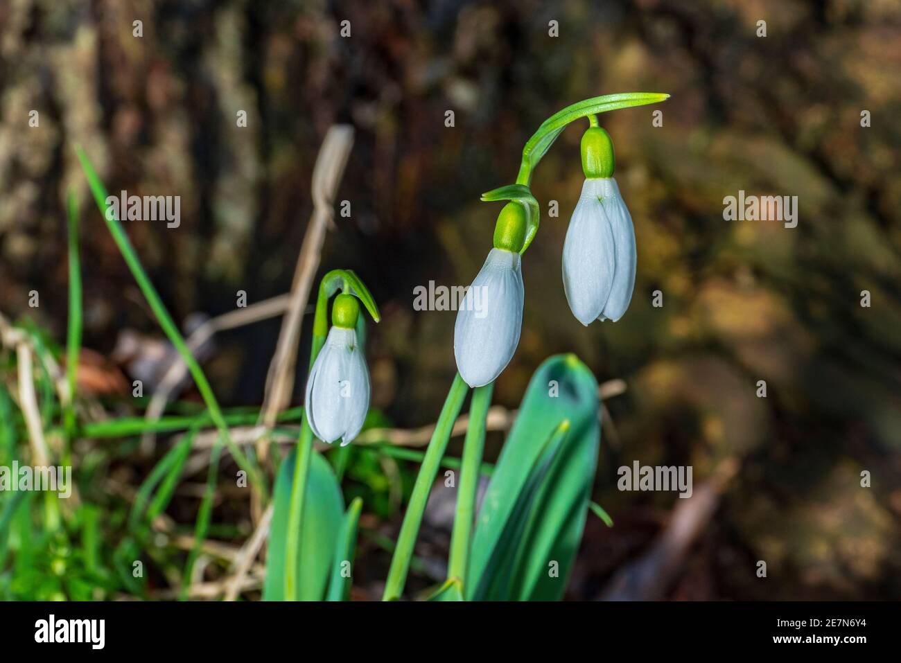 A trio of Snowdrop flowers nestling at the foot of a tree. bulbous perennial herbaceous plants Stock Photo
