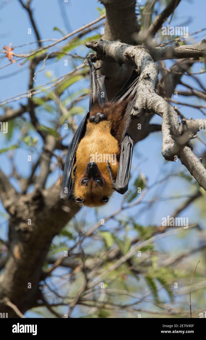 Greater Indian Fruit Bat (Pteropus giganteus), also known as the Indian