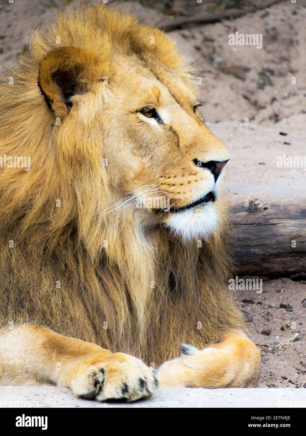 Lion roar side hi-res stock photography and images - Alamy