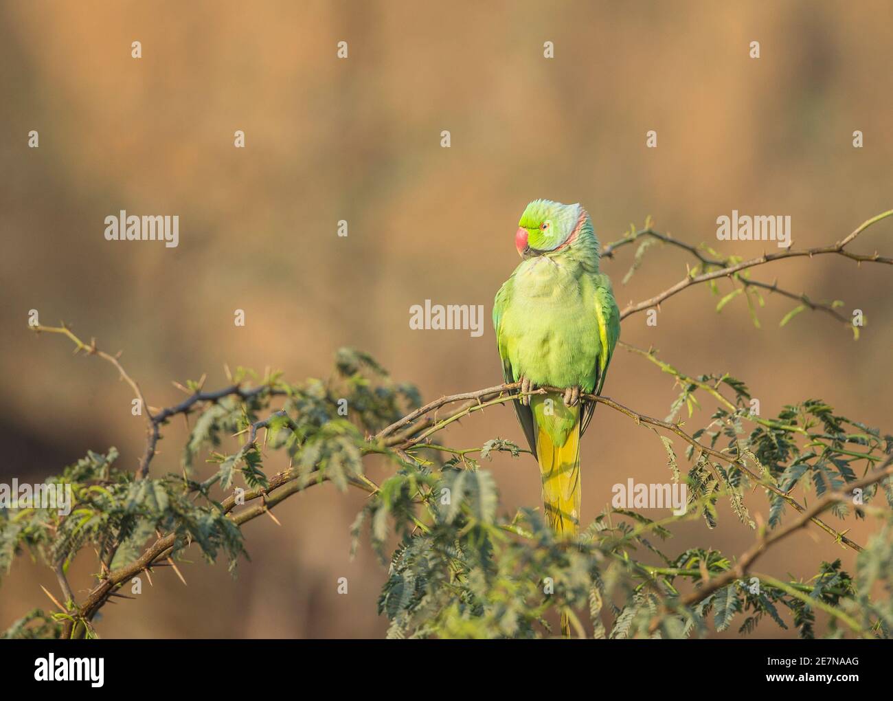 Rose-Ringed Parakeet (Psittacula krameri) perched on a branch Stock Photo