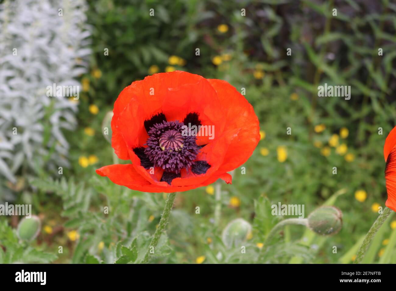 Red Poppy taken in the UK Stock Photo