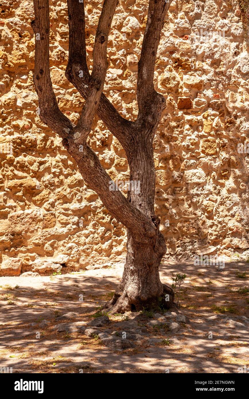 Tree in the courtyard at St George castle, Lisbon, Portugal Stock Photo