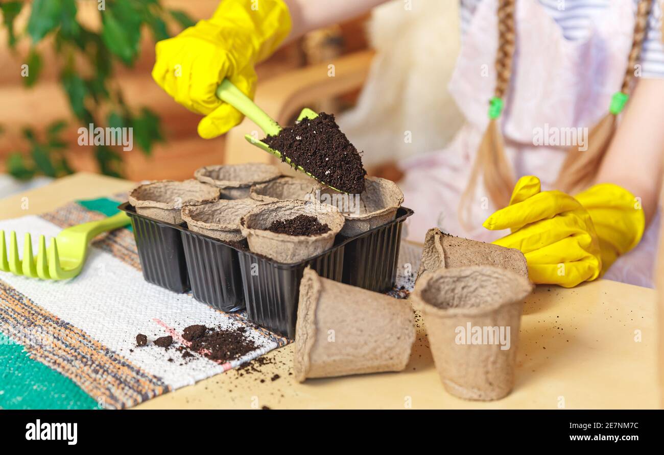 Gardener girl. The process of planting seedlings in peat pots. Stock Photo
