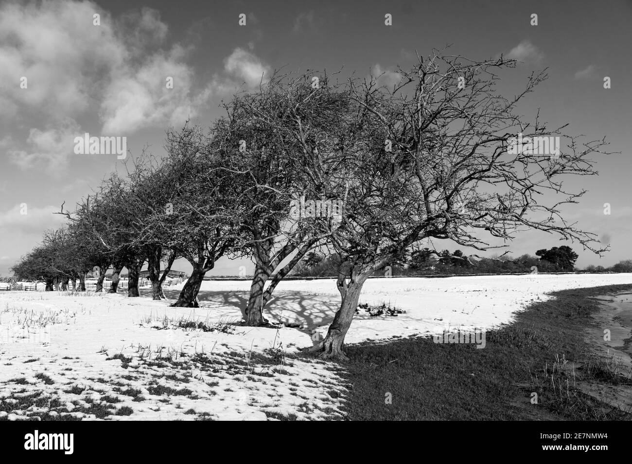 A row of trees shaped by strong winds Stock Photo Alamy