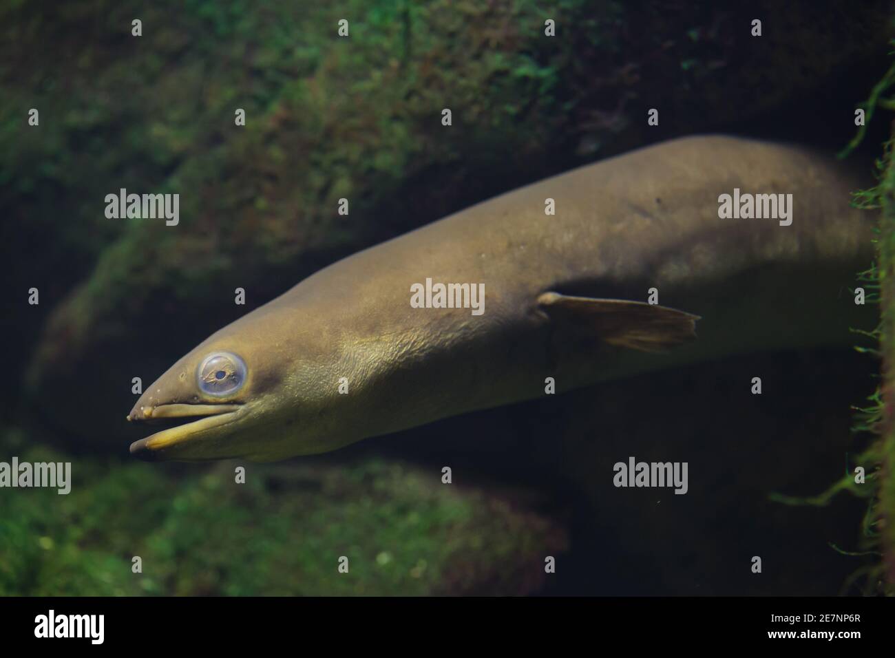 European eel (Anguilla anguilla). Freshwater snake like fish. Stock Photo