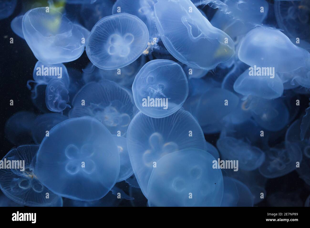 Pacific moon jellyfish (Aurelia labiata). Stock Photo