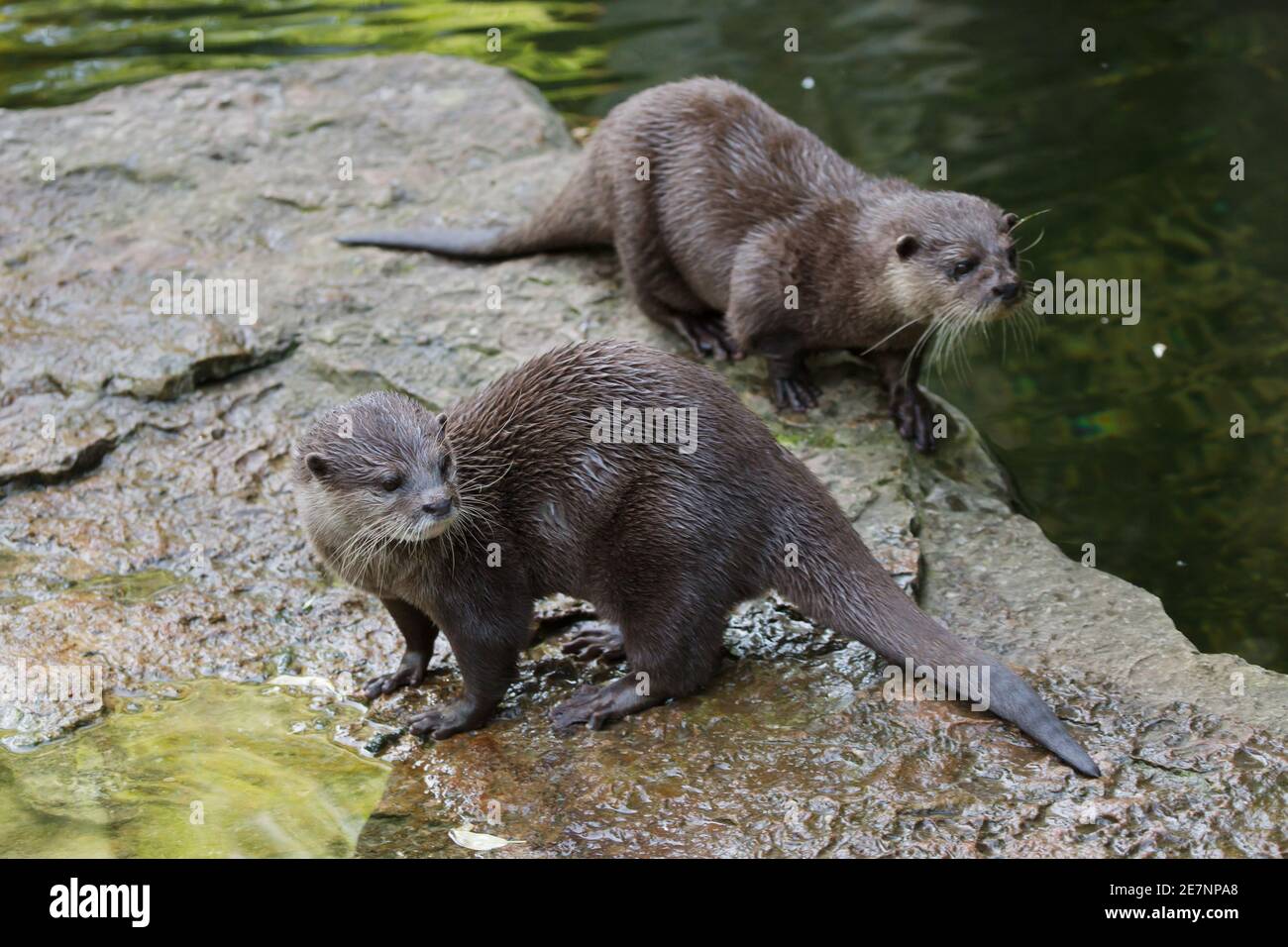 Oriental small-clawed otter (Amblonyx cinereus), also known as the Asian small-clawed otter. Stock Photo