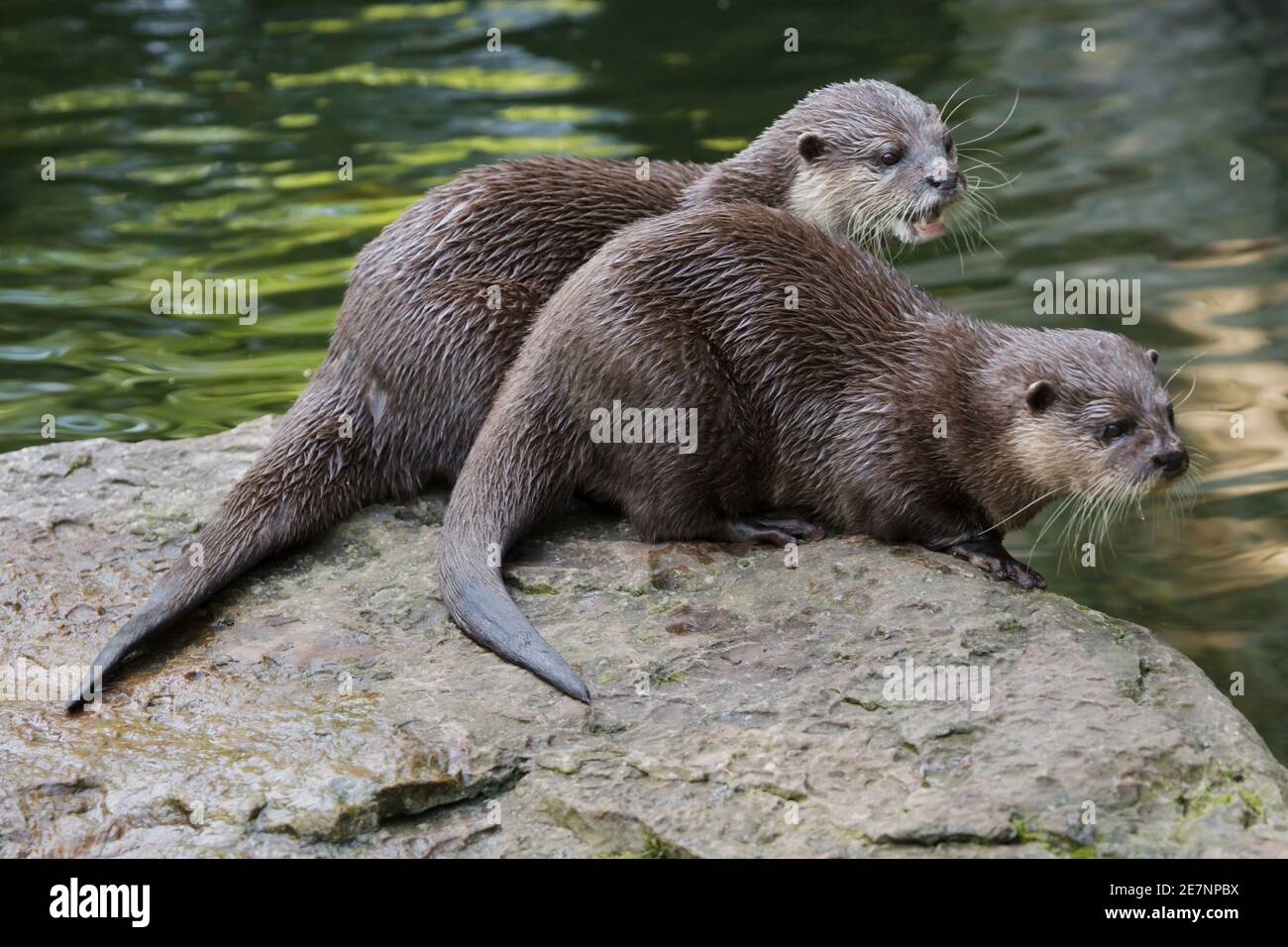 Oriental small-clawed otter (Amblonyx cinereus), also known as the Asian small-clawed otter. Stock Photo