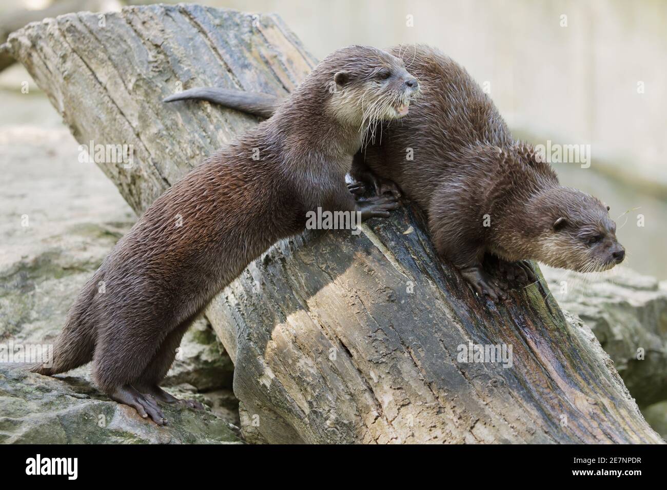 Oriental small-clawed otter (Amblonyx cinereus), also known as the Asian small-clawed otter. Stock Photo