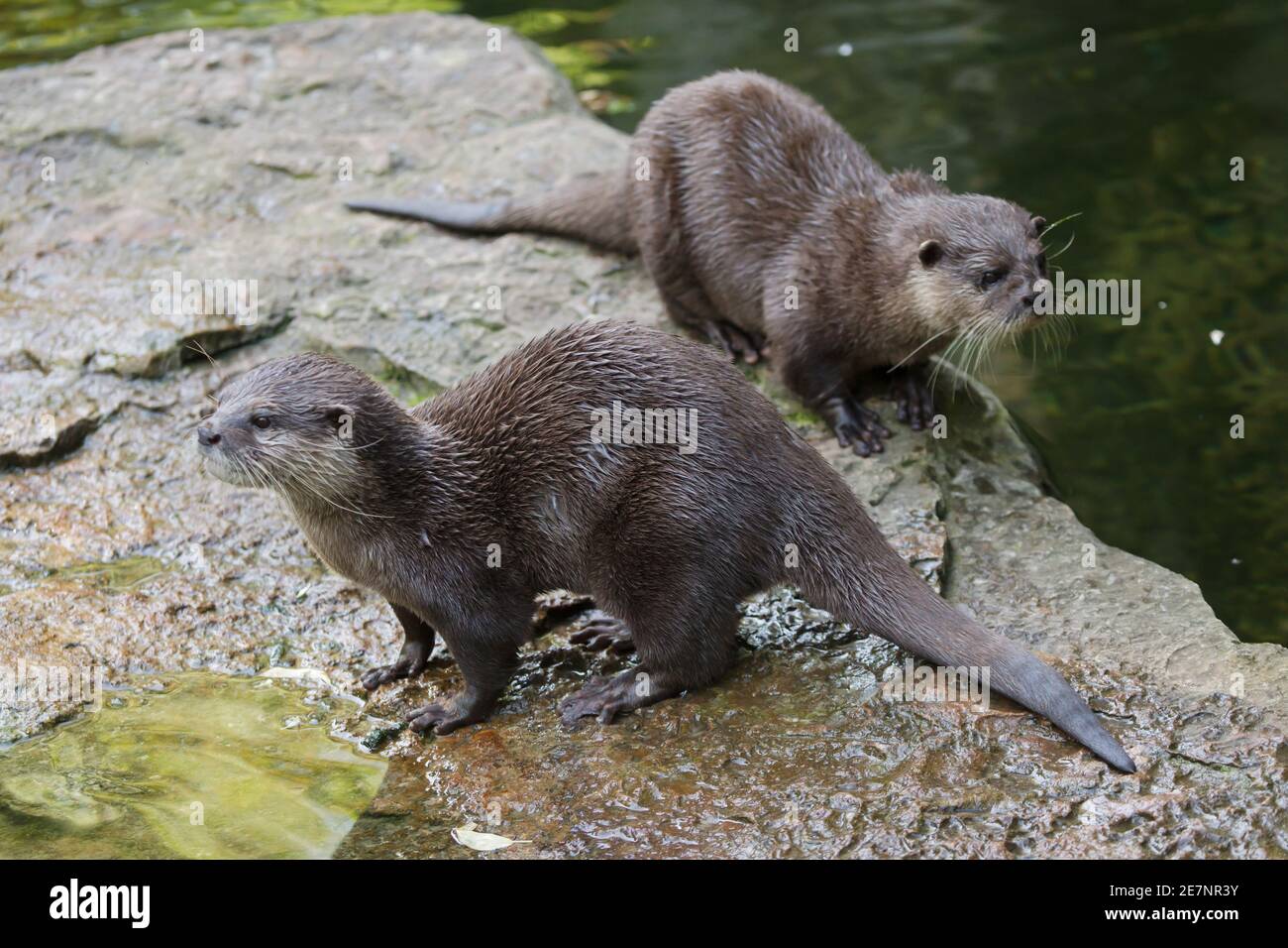 Oriental small-clawed otter (Amblonyx cinereus), also known as the Asian small-clawed otter. Stock Photo
