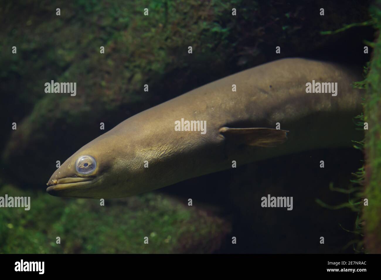 European eel (Anguilla anguilla). Freshwater snake like fish. Stock Photo