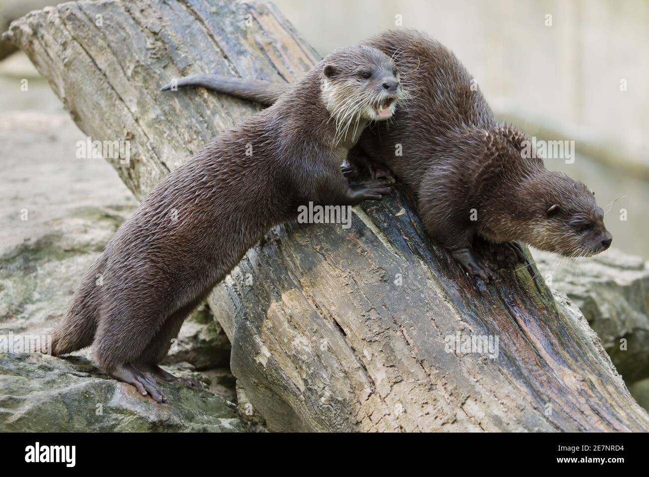 Oriental small-clawed otter (Amblonyx cinereus), also known as the Asian small-clawed otter. Stock Photo