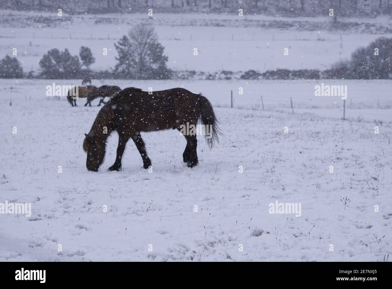 Three horses outside in the snow Stock Photo
